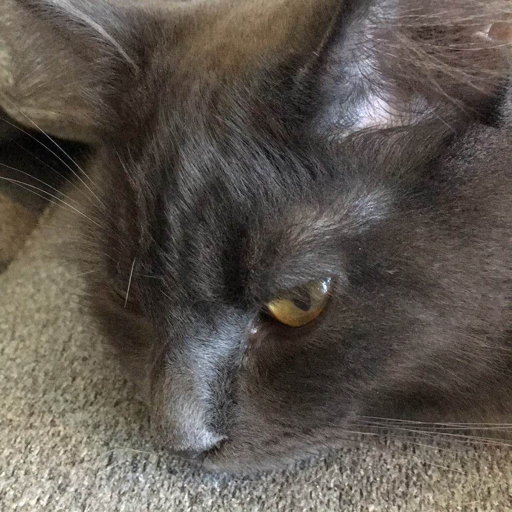 Meet your Posher, Lola